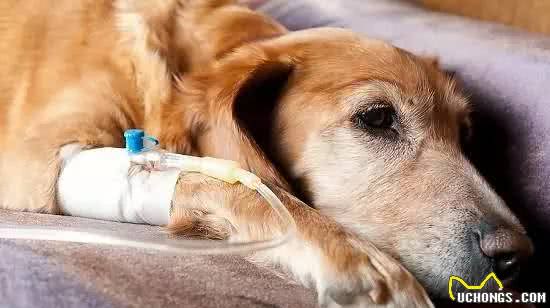狗狗常见病感冒的注意事项和治疗方法