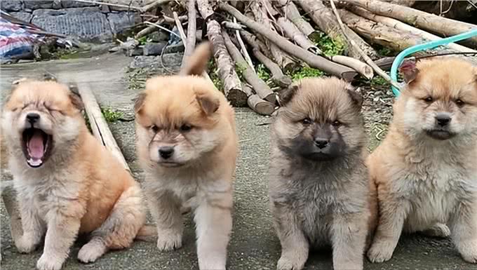农村俗语:4句挑选小狗的口诀，可能对你有用，你知道几句?