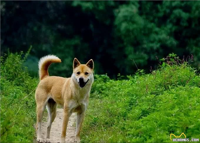 农村俗语:4句挑选小狗的口诀，可能对你有用，你知道几句?