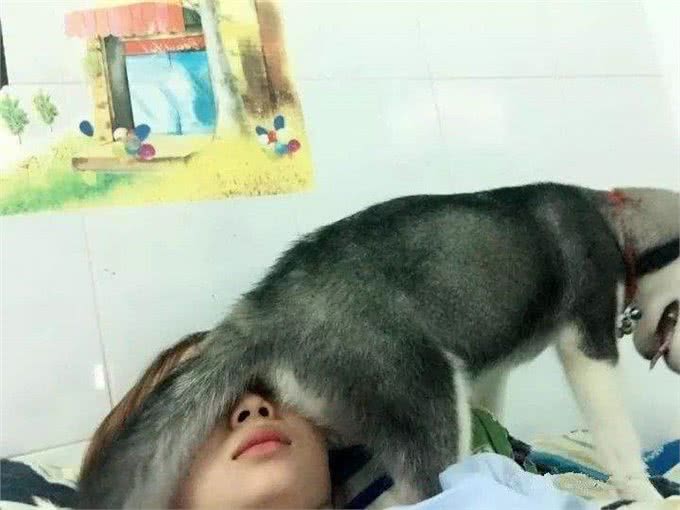 狗狗睡觉时有这7个表现，说明它认主了，好好爱它吧