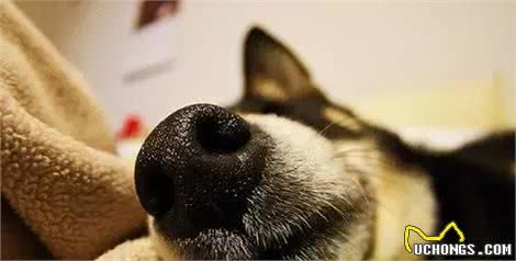 狗狗鼻子干，是什么情况?