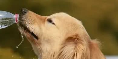 狗狗鼻子干，是什么情况?