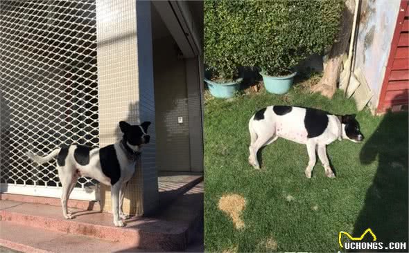 睡在斑马线上就变这样，狗狗特殊花色让人笑翻