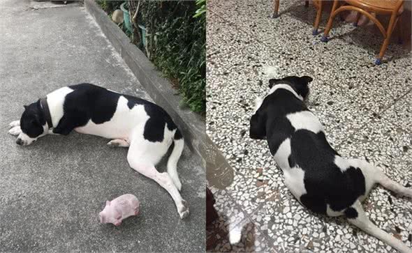 睡在斑马线上就变这样，狗狗特殊花色让人笑翻