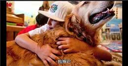 狗狗的心声:我们捣蛋行为其实是在说我爱你导语