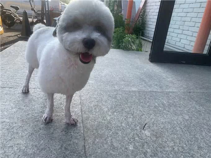 幼犬行为纠正，新手铲屎官看过来