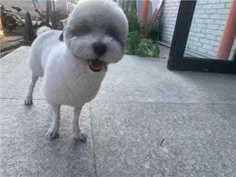 幼犬行为纠正，新手铲屎官看过来
