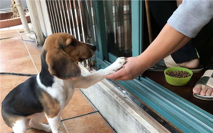 摸狗狗爪子，原来是这么重要