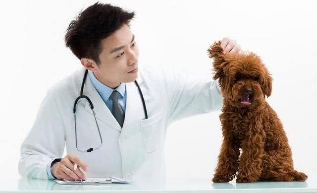 泰迪有泪痕怎么办?去泪痕的5大秘诀!
