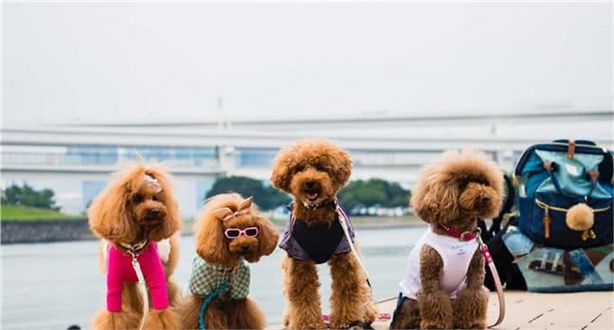 泰迪犬如果步入老年期，会有哪些明显的特征?