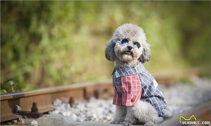 泰迪犬如果步入老年期，会有哪些明显的特征?