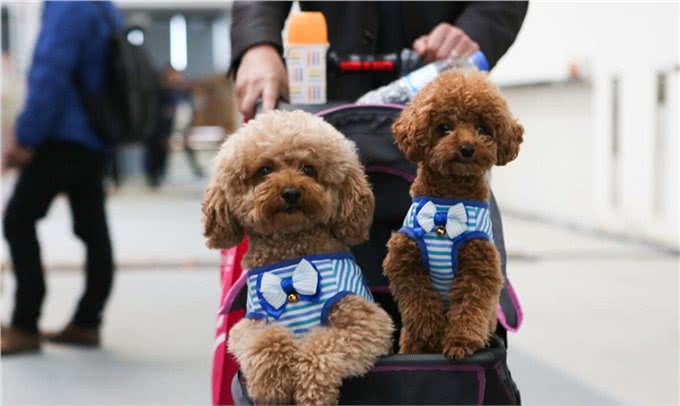 泰迪犬如果步入老年期，会有哪些明显的特征?