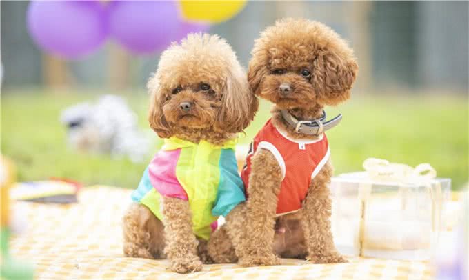 泰迪犬如果步入老年期，会有哪些明显的特征?