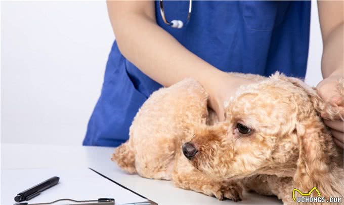 泰迪犬如果步入老年期，会有哪些明显的特征?