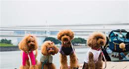 泰迪犬如果步入老年期，会有哪些明显的特征?