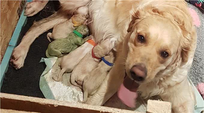狗狗生下来有可能是绿色的?新生幼犬的五个冷知识，你知道几个?