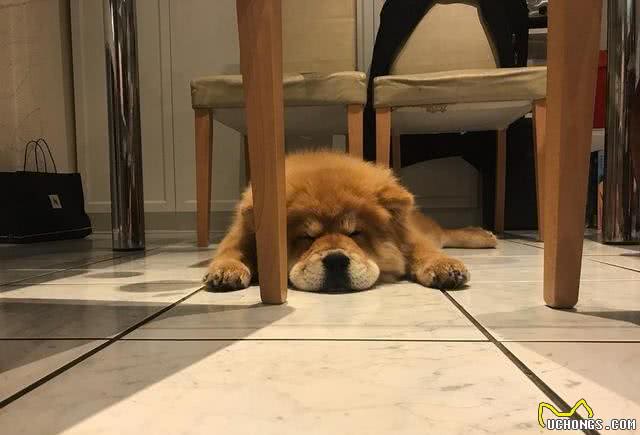 狗狗不同睡姿代表不同情绪，蜷缩睡觉的狗狗没有安全感