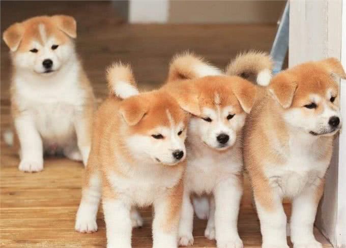 分辨不出来秋田犬和柴犬?这些特征你都没有注意到，其实差距很大