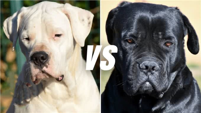 杜高犬vs卡斯罗，当老虎杀手遇到棕熊克星，谁会笑到最后呢?