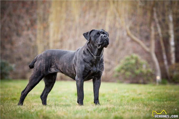 杜高犬vs卡斯罗，当老虎杀手遇到棕熊克星，谁会笑到最后呢?