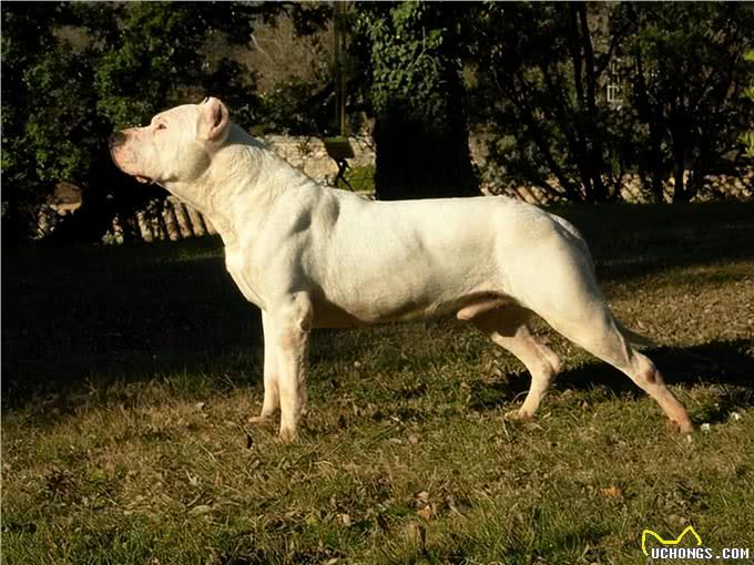 杜高犬vs卡斯罗，当老虎杀手遇到棕熊克星，谁会笑到最后呢?