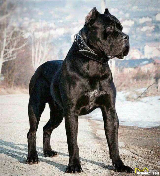 杜高犬vs卡斯罗，当老虎杀手遇到棕熊克星，谁会笑到最后呢?