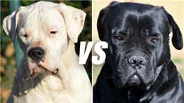 杜高犬vs卡斯罗，当老虎杀手遇到棕熊克星，谁会笑到最后呢?