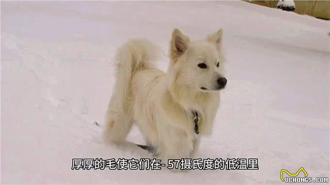 爱斯基摩人一天也离不开的狗狗—智慧人生