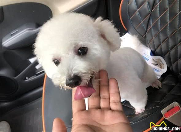比熊出现这些情况，说明它很痛苦，快救救它吧