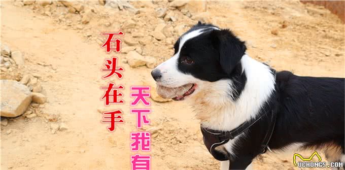 憋住别笑，细数狗狗的特殊爱好，汪星人的脑回路真是清奇