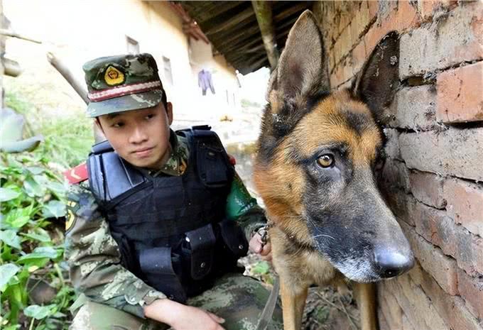警犬排行榜:这几种狗狗，都是坏人的克星