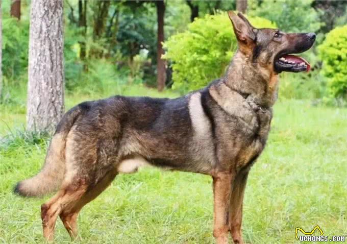 警犬排行榜:这几种狗狗，都是坏人的克星