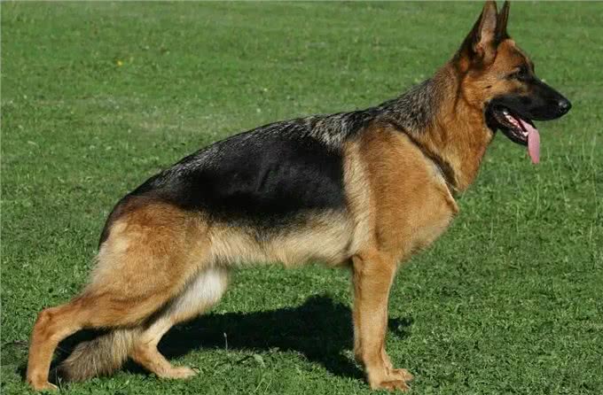 警犬排行榜:这几种狗狗，都是坏人的克星