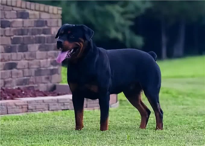 警犬排行榜:这几种狗狗，都是坏人的克星