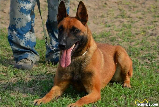 警犬排行榜:这几种狗狗，都是坏人的克星