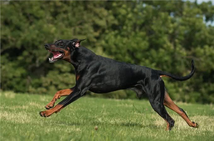 警犬排行榜:这几种狗狗，都是坏人的克星