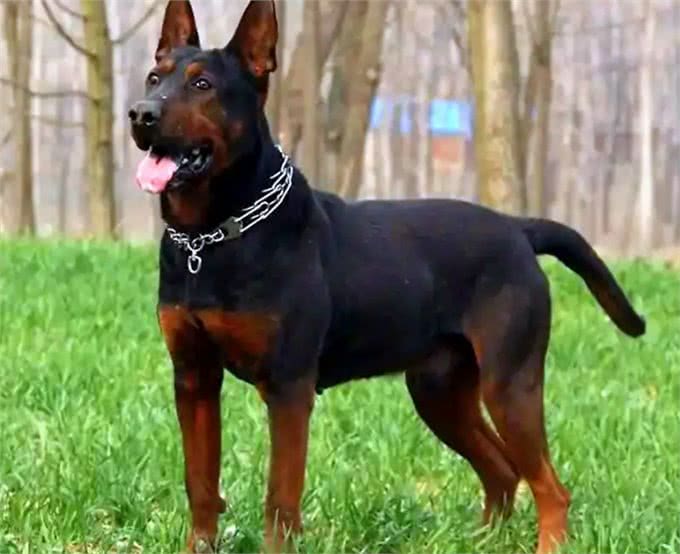 警犬排行榜:这几种狗狗，都是坏人的克星