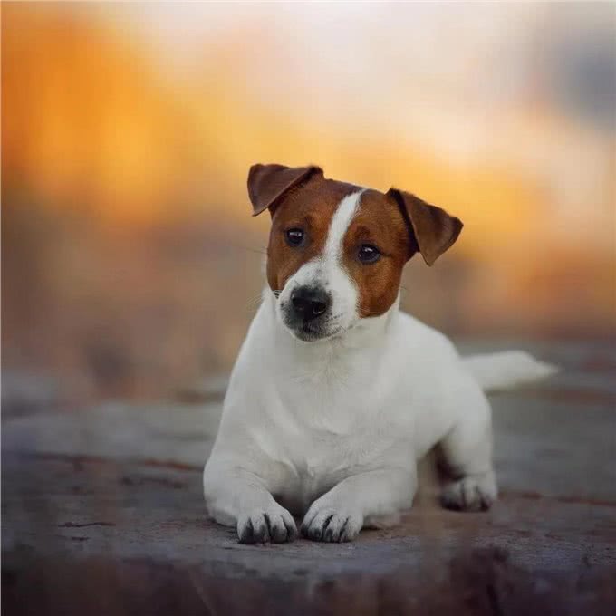 犬的幼犬黄金期