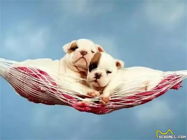 犬的幼犬黄金期