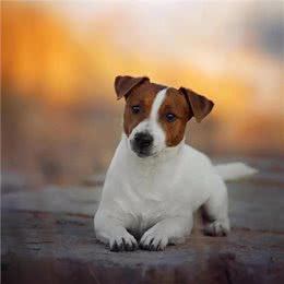 犬的幼犬黄金期