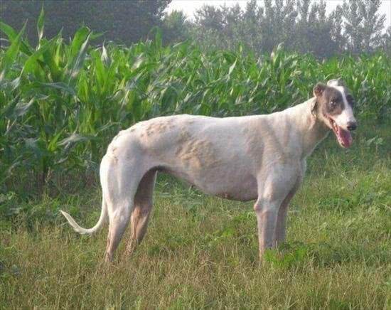 灵缇犬怎么训练和注意事项