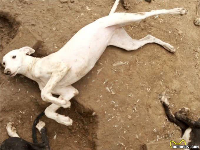 灵缇犬怎么训练和注意事项