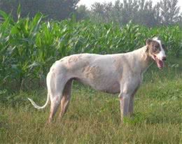 灵缇犬怎么训练和注意事项
