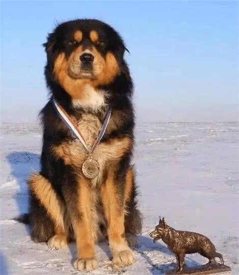 7只中国獒犬体型巨大，霸气十足，不比国外品种差!