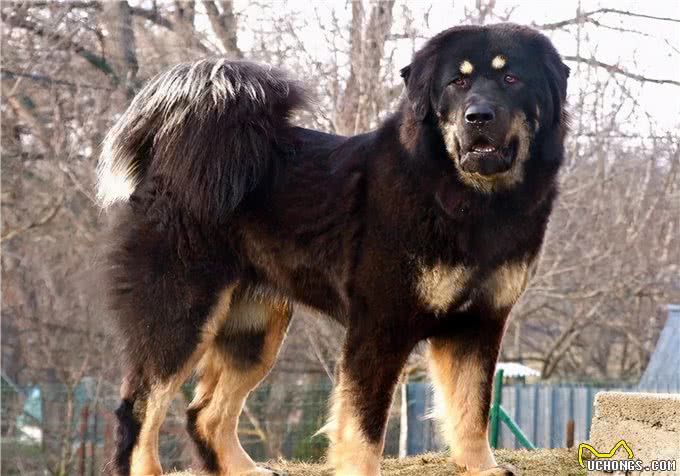 7只中国獒犬体型巨大，霸气十足，不比国外品种差!