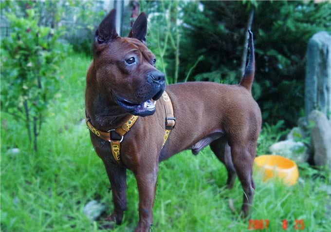 7只中国獒犬体型巨大，霸气十足，不比国外品种差!