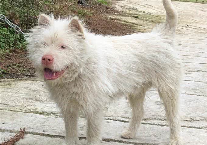 7只中国獒犬体型巨大，霸气十足，不比国外品种差!