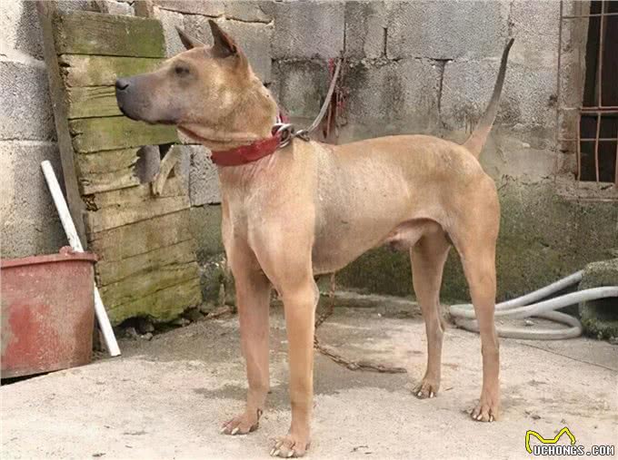 7只中国獒犬体型巨大，霸气十足，不比国外品种差!