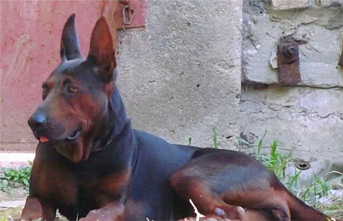 7只中国獒犬体型巨大，霸气十足，不比国外品种差!