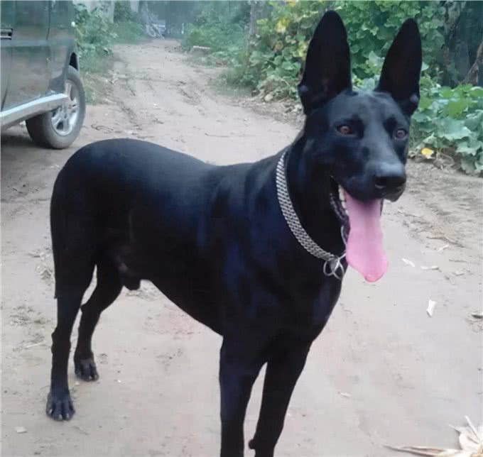 7只中国獒犬体型巨大，霸气十足，不比国外品种差!
